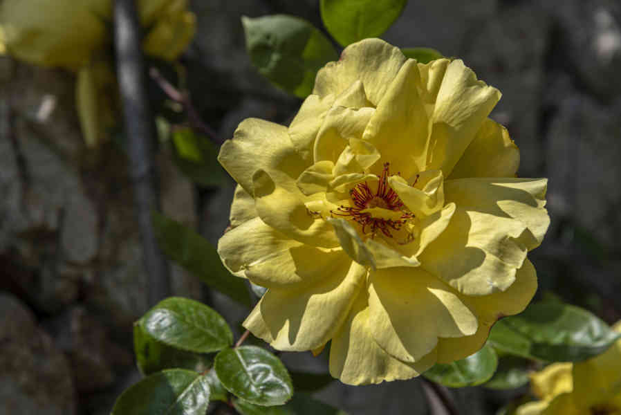Rosa amarilla - parque de Cervantes - Barcelona - Catalunya  1.jpg